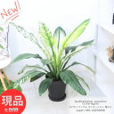 育てやすい観葉植物 スパティフィラム センセーション 斑入り 8号鉢 高さ約85cm 管理説明書 受皿付き 肥料小袋プレゼント Spathiphyllum sensation cv.Variegata シンボルツリー 大型種 育てやすい植物 リビング植物 グリーンインテリア お洒落な植物【現品発送】