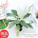 育てやすい観葉植物 花付き スパティフィラム センセーション 斑入り 8号鉢 高さ約90cm 管理説明書 受皿付き 肥料小袋プレゼント Spathiphyllu...
