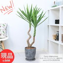 観葉植物 ユッカ エレファンティペス(青年の木) 高さ約116cm 8号サイズ エッグセメントポット 曲がり樹形 管理説明書 受皿付き 肥料小袋プレゼント Yu...