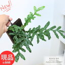 シダ植物 ドリナリア ボニー 高さ25cm 板付 着生植物 希少シダ 花 ガーデン DIY ハンギング 観葉植物 吊るす おしゃれ シダ 室内 インテリア 小型 ハカマウラボシ属 カザリシダ ドリナリアドリー Drynaria bonii【現品発送】