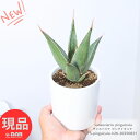 多肉植物 大株 サンスベリア ピングイキュラ 高さ26cm 陶器鉢 白 4号サイズ 管理説明書 受皿付き 肥料小袋プレゼント 希少種 サンセベリア サンスベリアの女王 花 ガーデン 空気清浄 風水 テーブルグリーン ミニ観葉植物 小さい植物 珍しい【現品発送】