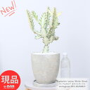 多肉植物 ユーフォルビア ホワイトゴースト 高さ約53cm エッグセメントポット 7号サイズ 観葉植物 希少種 白い幽霊 白い色 Euphorbia lactea White Ghost ラクティア 斑入り品種 さぼてん サボテン ビザールプランツ【現品発送】