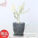 多肉植物 ユーフォルビア ホワイトゴースト 高さ約52cm エッグセメントポット 7号サイズ 観葉植物 希少種 白い幽霊 白い色 Euphorbia lactea White Ghost ラクティア 斑入り品種 さぼてん サボテン ビザールプランツ【現品発送】