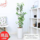 花芽付 ロイヤル ジャスミン 高さ約131cm 陶器鉢 9号サイズ 入手困難 希少種 観葉植物 大型 アロマ シルクジャスミン(大葉ゲッキツ)ジャスミン 花言葉 「純粋な心」純白の花 香り 四季咲き性で育て易い 庭 ベランダ ガーデニング イーラン【現品発送】
