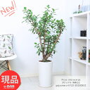 観葉植物 ガジュマル 多幹仕立 高さ約122cm 陶器鉢 9号サイズ がじゅまる ガジュマルの木 フィカス 育てやすい植物 風水 鉢植え 多幸の木 榕樹 溶ける木 キジムナー 我樹丸 細葉榕 金運アップ【現品発送】