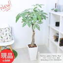 幹の太い パキラ ミルキーウェイ 接木 高さ約131cm 陶器鉢 白 観葉植物 斑入り 極斑 美斑 管理説明書 受皿付き 肥料小袋プレゼント レアな 天の川 フイリ 迷彩柄 ぱきら 観賞用 Pachira 発財樹 記念日 おしゃれ グリーン【現品発送】