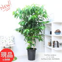 厳選優良個体 花芽付き コーヒーの木 高さ約164cm 10号鉢 実付の良い アラビカ種 管理説明書 受皿付 観葉植物 花 肥料小袋プレゼント Coffea arabica 耐陰性 室内 アラビカ 大型 コーヒー豆 コーヒーチェリー 実 収穫【現品発送】