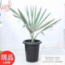 観葉植物 ヤシ ビスマルキア ノビリス 8号鉢 高さ71cm 管理説明書 肥料小袋プレゼント シルバーリーフ ビスマルクヤシ Bismarckia nobilis 植物 ヤシの木 耐寒性 ビスマルク 庭木 ドライガーデン ロックガーデン【現品発送】