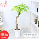 観葉植物 斑入り 実生 パキラ ムーンライト 8号鉢 高さ約105cm前後 管理説明書 受皿付き 肥料小袋プレゼント 黄斑入り 斑入りの葉 植物 インテリア おしゃれ ぱきら 送料無料 発財樹 ライムグリーン 風水 珍しい 入手困難 レア【現品発送】