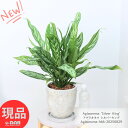 観葉植物 大株 アグラオネマ シルバーキング 高さ約66cm エッグセメントポット 7号サイズ 管理説明書 受皿付き 肥料小袋プレゼント Aglaonema 'Silver King' エキゾチックな模様 リョクチク サトイモ科 アグラオネマ属 コンムタツム 【現品発送】