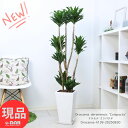 観葉植物 ドラセナ コンパクタ 高さ約138cm 陶器鉢 白 9号サイズ 育てやすい 管理説明書 受皿付き 肥料小袋プレゼント ドラセナ ワーネッキー 矮性(ドラセナ デレメンシス)成長 遅い 花言葉 幸福 永遠の愛 幸せな恋 おしゃれ 新築祝い【現品発送】