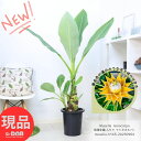 庭木 大型 沢山の子株付き チュウキンレン 地湧金蓮(ムセラ ラシオカルパ) 9号鉢 高さ約145cm 雲南地湧金蓮 黄色い花 ガーデン 観葉植物 地湧金蓮 チュウキンレン ラジオカルパ Musella lasiocarpa 黄金蓮バナナ バショウ 流通の少ない 幸福を招く【現品発送】