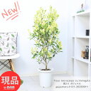 観葉植物 斑入り ガジュマル 8号鉢 高さ約121cm 希少 幹のしっかりした自然樹形 管理説明書 受皿付き 肥料小袋プレゼント 流通の少ない フイリガジュマル がじゅまる フィカス キムジナー 精霊 自然樹形 お祝い ふいり フィカスミクロカルパ 珍しい植物 レア 【現品発送】