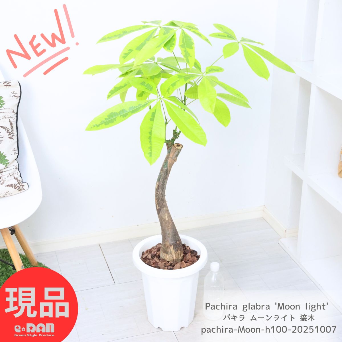 パキラ　3種　ムーンライト　レモンライム　ミルキーウェイ パキラ 3種 ムーンライト レモンライム ミルキーウェイ パキラ 3