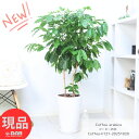 観葉植物 コーヒーの木 陶器鉢 白 9号サイズ 高さ約121cm アラビカ種 優良個体 実付きの良い アラビカコーヒーノキ スタイリッシュ ガーデン DIY カフェ シンボルツリー 新築祝い 事務所移転祝い 開店祝い 厳選【現品発送】