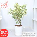 斑入り ガジュマル 8号鉢 白 高さ約86cm セラアート鉢 希少 観葉植物 管理説明書 受皿付き 肥料小袋プレゼント 流通の少ない フイリガジュマル がじゅまる フィカス キムジナー 精霊 自然樹形 お祝い ふいり フィカスミクロカルパ 珍しい植物 レア 厳選 【現品発送】