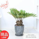 多頭 ソテツ ヒロハザミア 4ヘッド 高さ66cm 8号サイズ エッグセメントポット おしゃれ 観葉植物 メキシコソテツ ザミア・フルフラケア プミラ メキシコ 蘇鉄 そてつ 育てやすい インテリア 小型【現品発送】