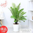 観葉植物 木性シダ ロマリア シルバーレディ 高さ約96cm前後 8号鉢 白 ブレクナム・ギッバム シダ植物 ロマリア ギバ インテリアグリーン シンボルツリー お祝い 開店祝い 開業祝い 新築祝い 引越祝い 移転祝い【現品発送】