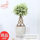 観葉植物 可愛い ベンジャミン スターライト タワー仕立 編み込み 高さ約62cm エッグセメントポット 7号サイズ 編み込みタワー樹形 Ficus benjamina‘Starlight’ クワ科 フィカス属 斑入り葉 ゴムの木 グリーン 花言葉 永遠の愛 家族の絆 夫婦の愛 厳選【現品発送】