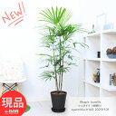 観葉植物 大型 シュロチク(棕櫚竹)高さ約143cm セラアート8号鉢 寒さに強い植物 ヤシの木の仲間 コシュロ 日陰 アジアンテイスト 和モダン Rhapis humilis カンノンチク 似ている植物 育てやすい 人気【現品発送】