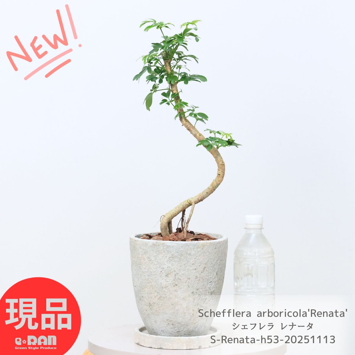 観葉植物 シェフレラ レナータ 金魚葉カポック 高さ約53cm エッグセメントポット 6号サイズ 人気 お洒落グリーン 金魚の尾のような形の葉 ホンコンカポック ハートリーフ シェフレラ ジェニーネ 耐寒性 結婚祝い 新築祝い 誕生日プレゼント【現品発送】