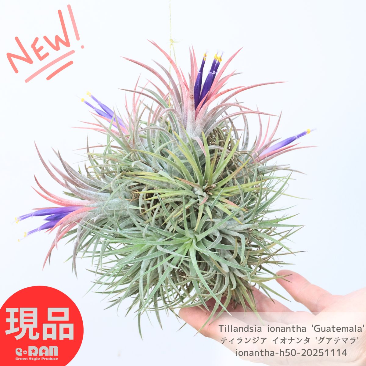 エアプランツ 群生 ティランジア イオナンタ 'グアテマラ' 植物高さ約18cm 幅約20cm 全体高さ約50cm ハンギング 管理説明書 育てやすい 観葉植物 エアープランツ チランジア 大型 銀葉 乾燥に強い 希少 トリコーム【現品発送】