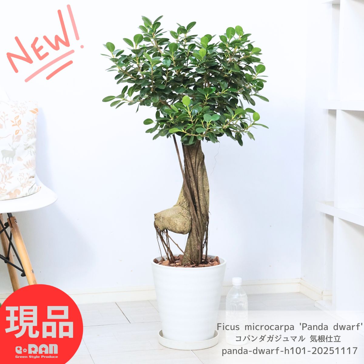 観葉植物 希少種 コパンダガジュマル 気根仕立 接木 高さ約101cm 8号鉢 多幸の木 極太 パンダガジュマル ドワーフ がじゅまる 矮性種 精霊 マルバガジュマル キムジナー 我樹丸 結婚祝い 新築祝い 厳選【現品発送】