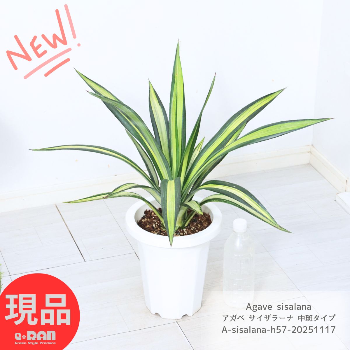 多肉植物 斑入り アガベ サイザラーナ 中斑タイプ 7号鉢 高さ約57cm Agave sisalana アオノリュウゼツラン サイザル シサラナ サイザル麻 オシャレ観葉植物ドライ ガーデニング シンボルツリー 青の竜舌蘭 リュウゼツラン 竜舌蘭 育てやすい 耐寒性【現品発送】
