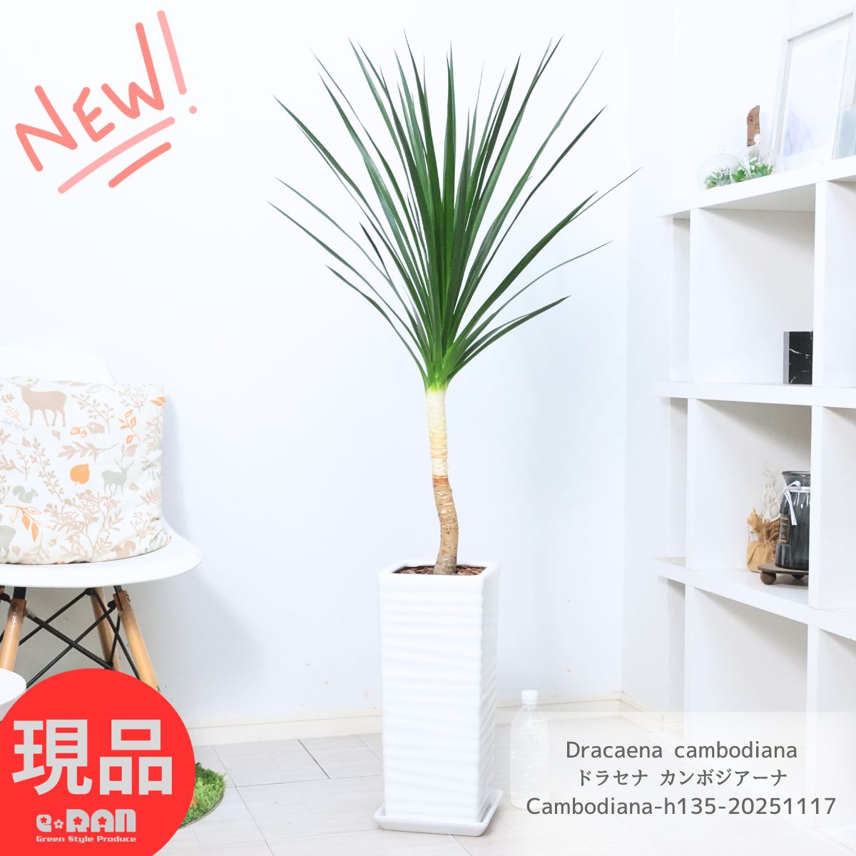 観葉植物 ドラセナ カンボジアーナ 陶器鉢 白 高さ約135cm 7号サイズ 寒さに強い 花言葉 幸福 永遠の愛 幸せな恋 隠しきれない幸せ 人気 ドラセナ カンボジアナ Dracaena cambodiana おしゃれで育てやすい【現品発送】