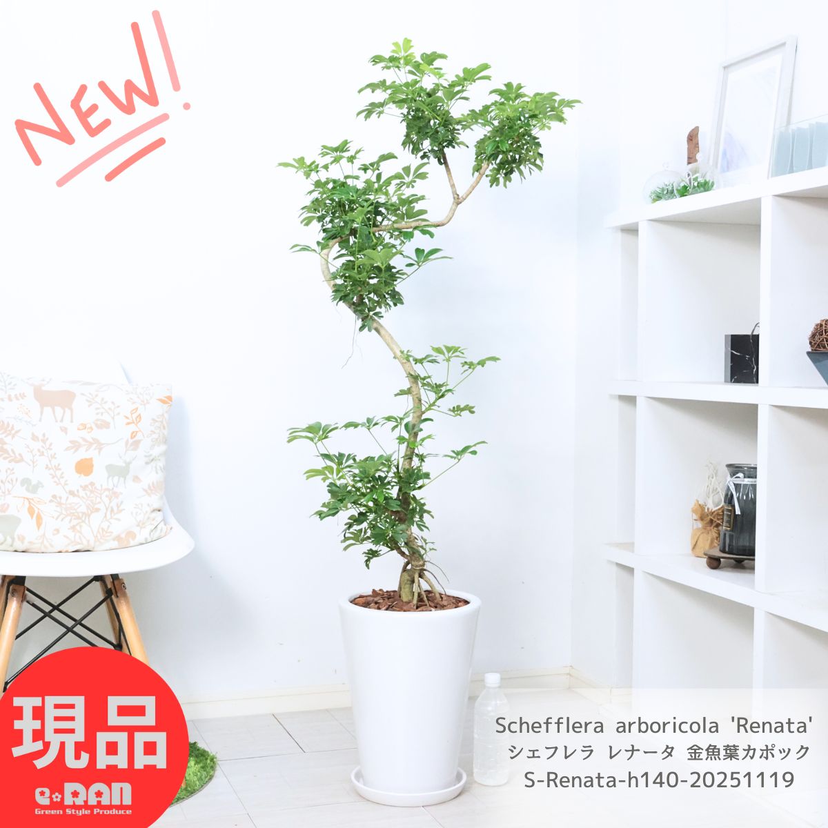 観葉植物 シェフレラ レナータ 金魚葉カポック 高さ約140cm 陶器鉢 白 9号サイズ 人気 お洒落グリーン 金魚の尾のような形の葉 ホンコンカポック Schefflera arboricola 'Renata' ハートリーフ 耐寒性 結婚祝い 新築祝い 誕生日プレゼント【現品発送】