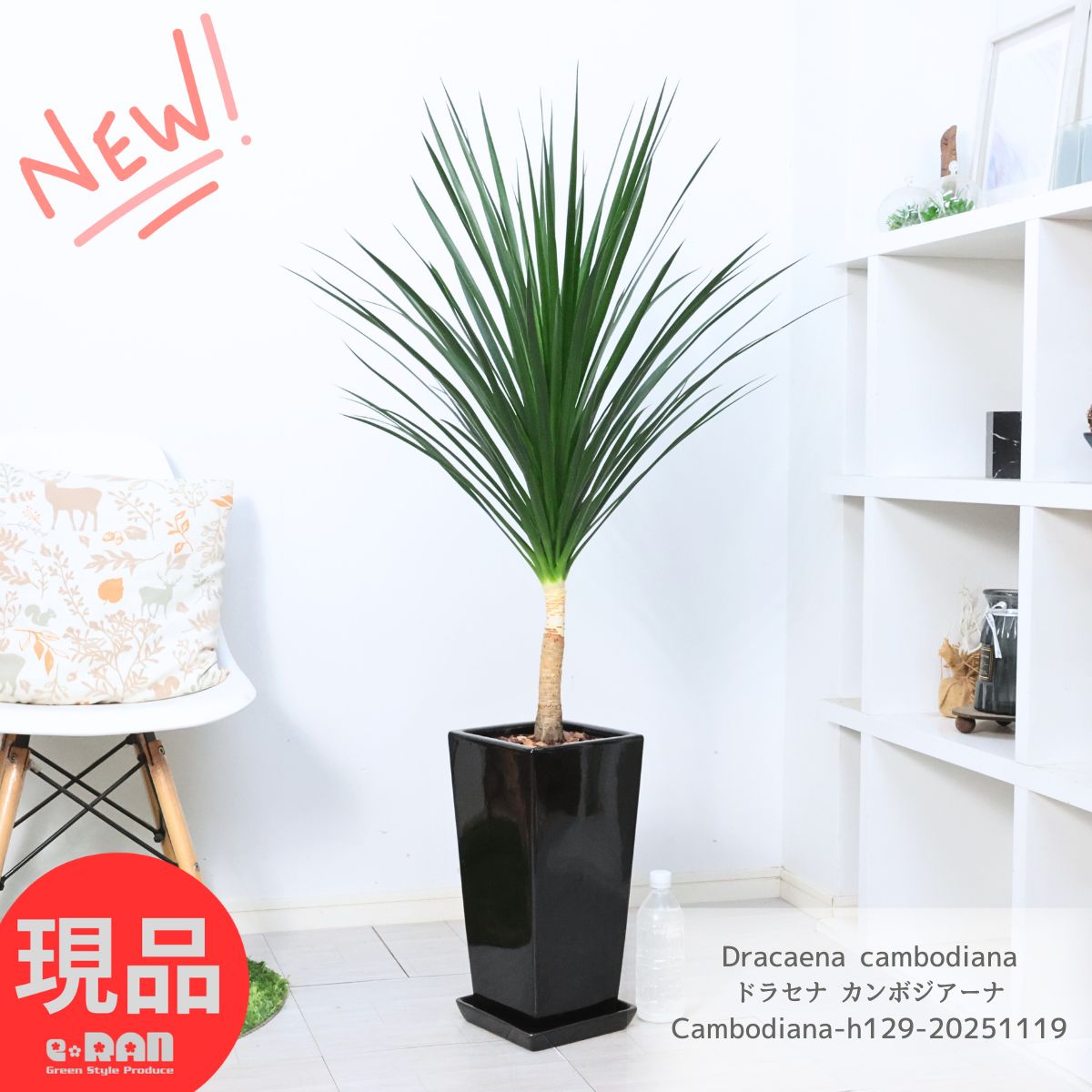 観葉植物 ドラセナ カンボジアーナ 陶器鉢 黒 高さ約129cm 7号サイズ 寒さに強い 花言葉 幸福 永遠の愛 幸せな恋 隠しきれない幸せ 人気 ドラセナ カンボジアナ Dracaena cambodiana おしゃれで育てやすい【現品発送】