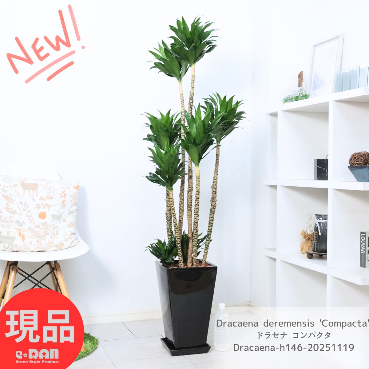 観葉植物 大型 ドラセナ コンパクタ 陶器鉢 黒 高さ約146cm 9号サイズ 育てやすい ドラセナ ワーネッキー 矮性（ドラセナ デレメンシス）成長の遅いドラセナ 花言葉 幸福 永遠の愛 開店祝い 結婚祝い 新築祝い【現品発送】