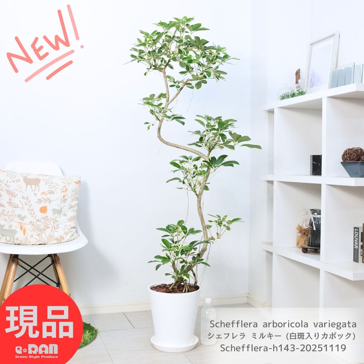 白斑 シェフレラ ミルキー 高さ約143cm前後 8号鉢 白 セラアート鉢 ホンコンカポック フイリ カポック 曲がり樹形 観葉植物 大型 受皿付 アルボリコラ 緑と白のコントラストが美しい斑入り オクトパスツリー シンボルツリー 育てやすい 厳選 開店祝い 新築祝い【現品発送】