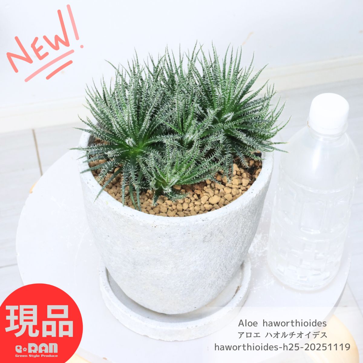多肉植物 世界最小 アロエ 群生 ハオルチオイデス 6号サイズ 高さ約25cm エッグセメントポット 極小アロエ 人気 可愛い鉢植え Aloe haworthioides 常緑多年草 アロエ属 植物 入手困難 テーブルサイズ ミニ観葉植物 ハオルチアに似たアロエ【現品発送】