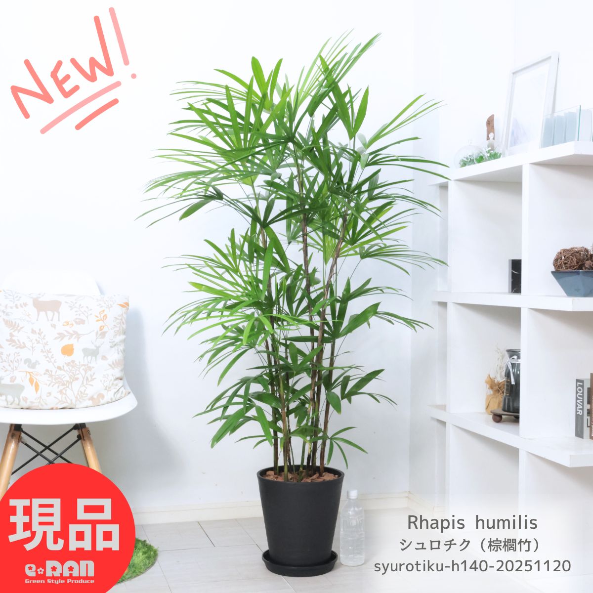 観葉植物 大型 シュロチク（棕櫚竹）高さ約140cm セラアート8号鉢 寒さに強い植物 ヤシの木の仲間 コシュロ 日陰 アジアンテイスト 和モダン Rhapis humilis カンノンチク 似ている植物 育てやすい 人気【現品発送】