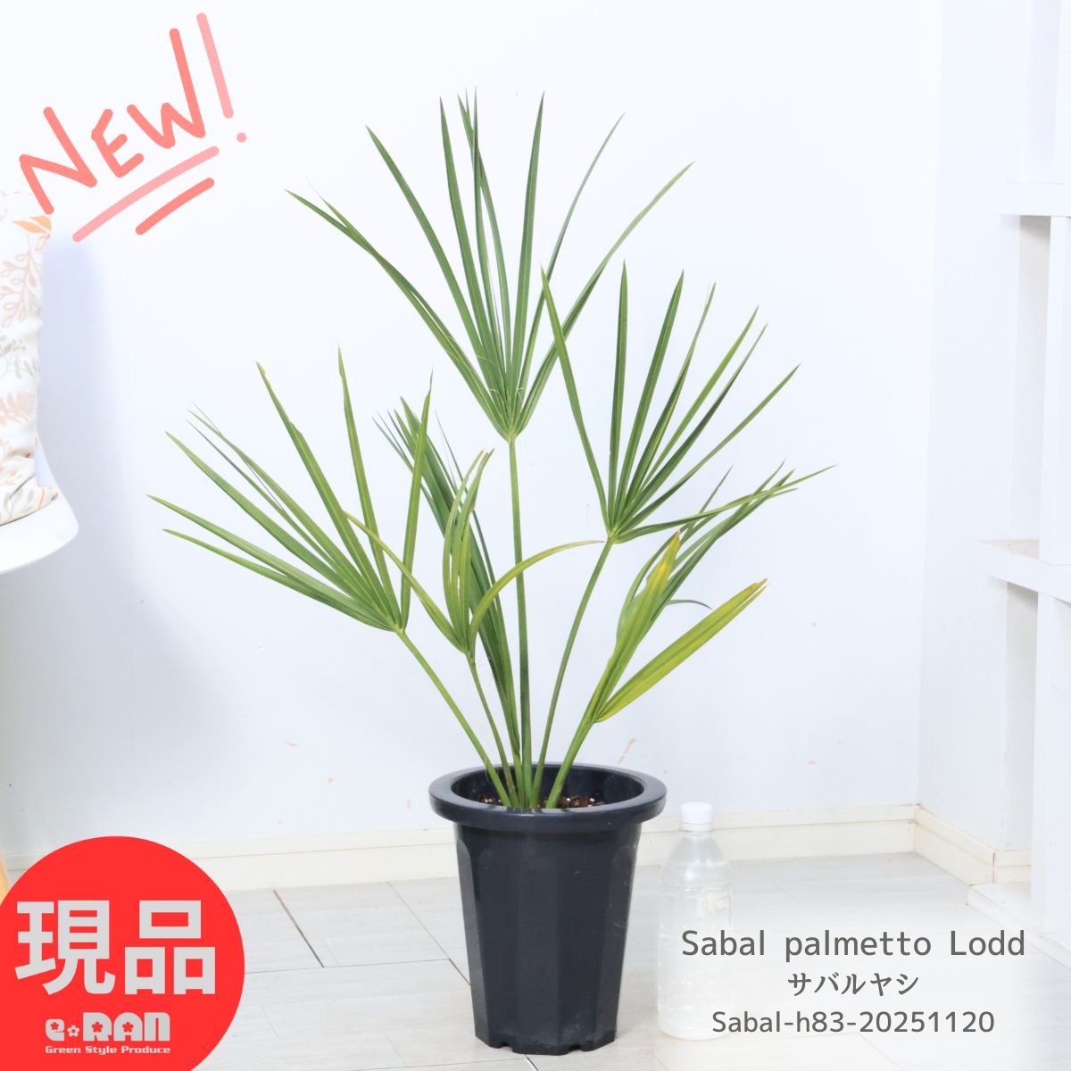 観葉植物 ヤシ サバルヤシ 高さ約83cm 7号鉢 耐寒性あり 管理説明書 受皿付き 肥料小袋プレゼント Sabal palmetto Lodd お祝い シンボルツリー ギフト 珍しい植物 ヤシの木 コレクター クマデヤシ 事務所移転祝い【現品発送】