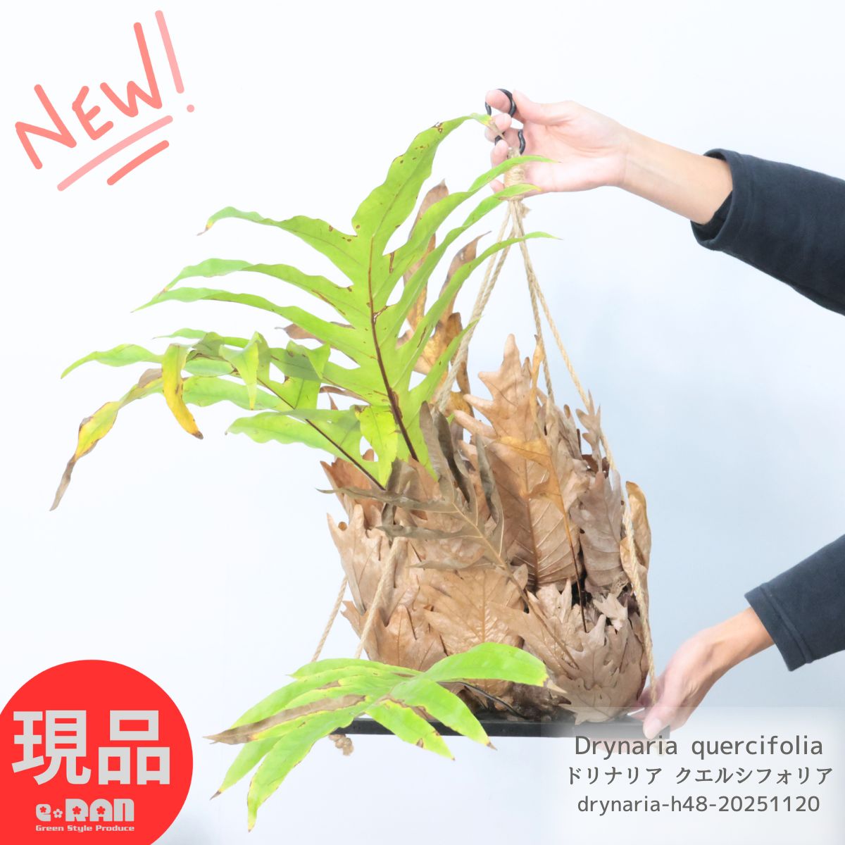 着生性シダ 大株 ドリナリア クエルシフォリア 植物高さ約48cm ハンギングフレーム仕立 観葉植物 Drynaria quercifolia おしゃれ シダ 希少 コレクションプランツ エピファイト泥除け葉 シールド 胞子葉 無性葉 保護葉 吊り下げ 空間インテリア 【現品発送】