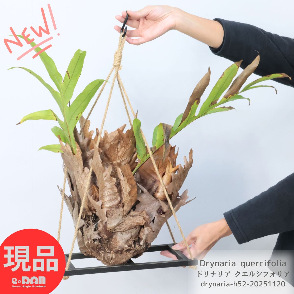 着生性シダ 大株 ドリナリア クエルシフォリア 植物高さ約52cm ハンギングフレーム仕立 観葉植物 Drynaria quercifolia おしゃれ シダ 希少 コレクションプランツ エピファイト泥除け葉 シールド 胞子葉 無性葉 保護葉 吊り下げ 空間インテリア 【現品発送】