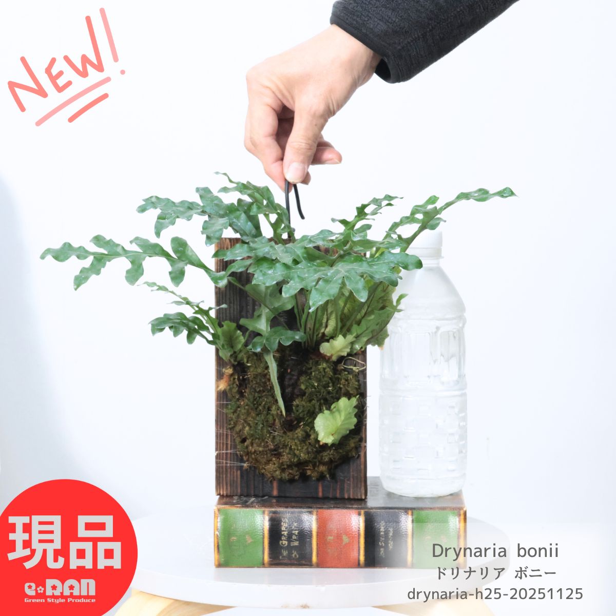 シダ植物 ドリナリア ボニー 高さ25cm 板付 着生植物 希少シダ 花 ガーデン DIY ハンギング 観葉植物 ..
