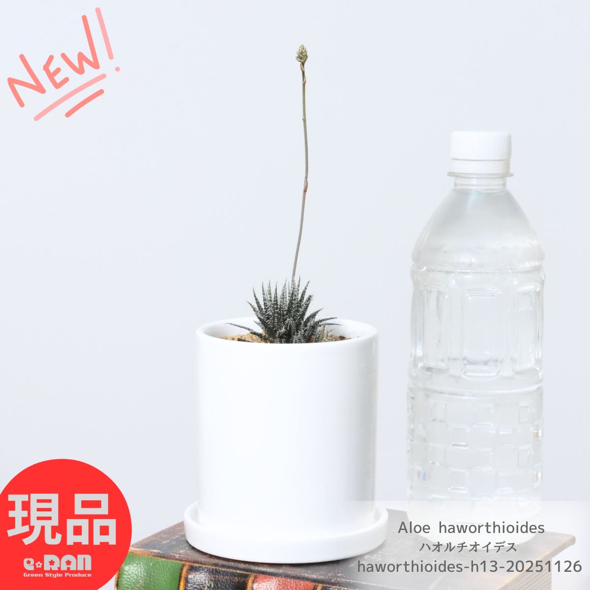 多肉植物 世界最小 アロエ 花付き ハオルチオイデス 3号サイズ 高さ約13cm 陶器鉢 極小アロエ 人気 可愛い鉢植え Aloe haworthioides 常緑多年草 アロエ属 植物 入手困難 テーブルサイズ ミニ観葉植物 ハオルチアに似たアロエ【現品発送】