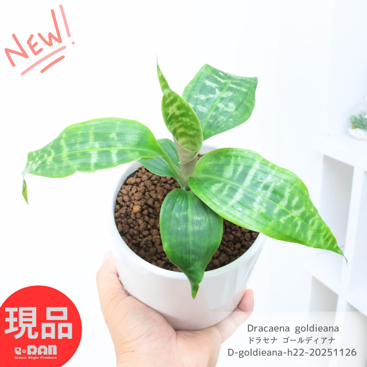 観葉植物ドラセナ ゴールディアナ 陶器鉢 白 高さ約22cm 4号サイズ 管理説明書 受皿付き 肥料小袋プレゼント リュウゼツラン Dracaena goldieana ゼブラプラント 贈答品 育てやすい植物 開店祝い 開業祝い 祝いギフト【現品発送】