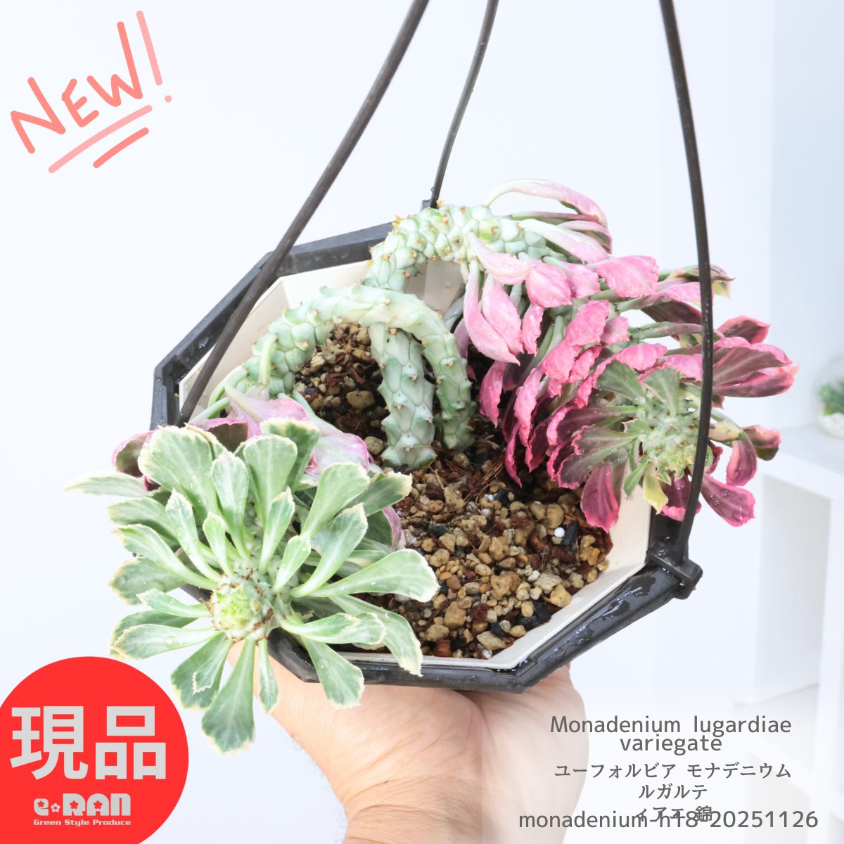 多肉植物 希少 ユーフォルビア モナデニウム ルガルティアエ 錦 5号吊り鉢 高さ約18cm 芋虫のような 珍奇植物 棚 多肉 斑入り マニアック 観葉植物 ビザールプランツ ハンギング 吊るすインテリア 空間インテリア【現品発送】