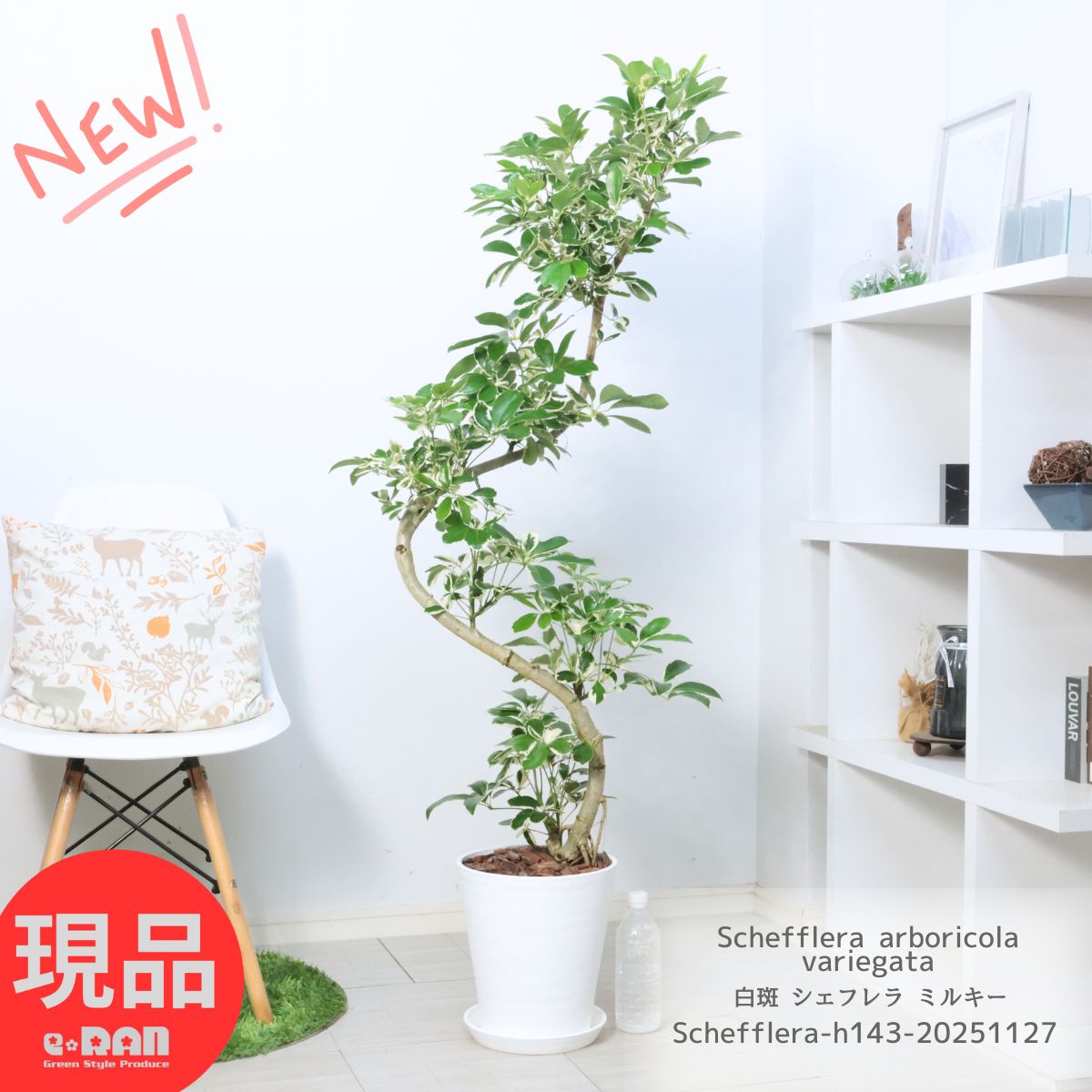 白斑 シェフレラ ミルキー 高さ約143cm前後 8号鉢 白 セラアート鉢 ホンコンカポック フイリ カポック ..