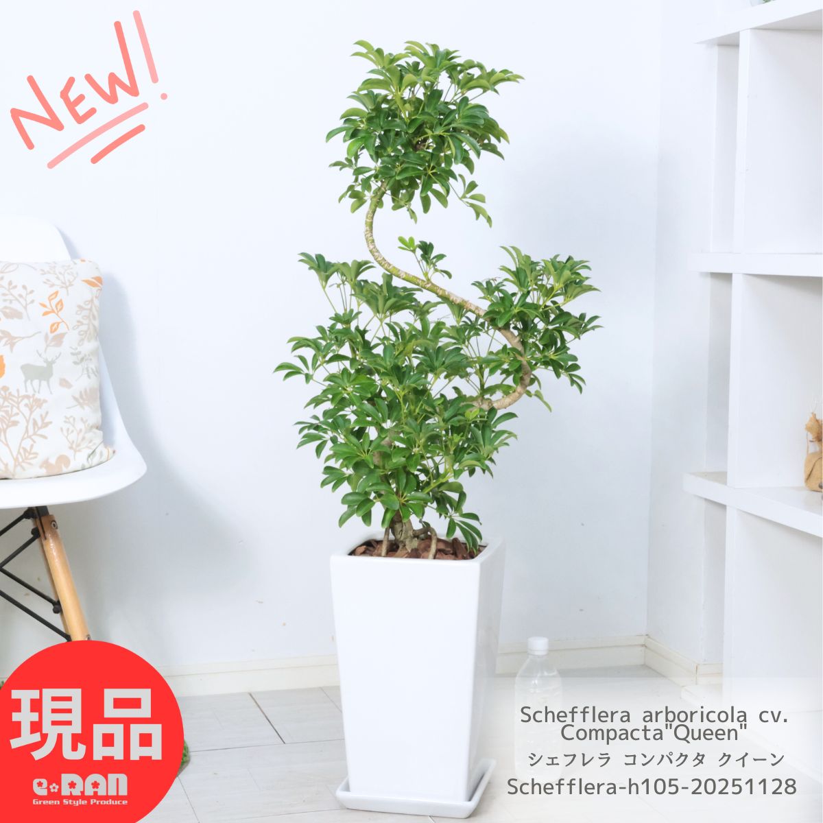 シェフレラ コンパクタ クイーン 陶器鉢 白 高さ105cm S字樹形 曲がり おすすめ ホンコンカポック アルボリコラ カポック 丈夫で育てやすい 初心者 耐寒性 オクトパスツリー 店舗 新築祝い 掌形【現品発送】