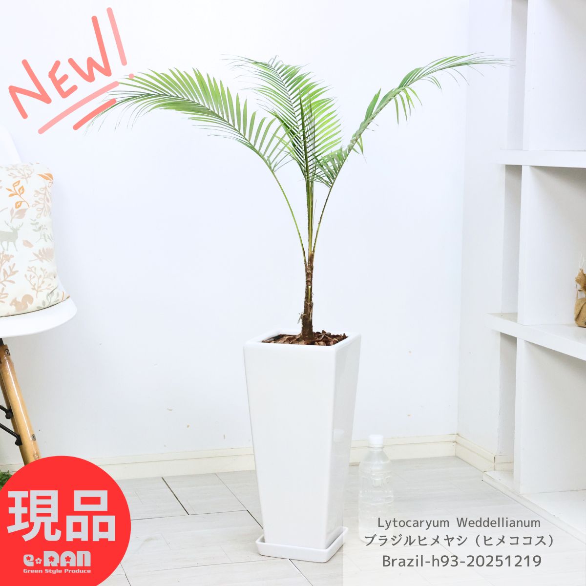 ＼ポイント5倍／観葉植物 ヤシの木 希少 ブラジルヒメヤシ（ヒメココス）高さ約93cm 陶器鉢 白 御祝 新築祝い 開店祝い ガーデン DIY 個性的なインテリア 繊細 羽状葉 Lytocaryum ヤシ リトカリウム 耐寒性 耐陰性 丈夫 育てやすい 小さい 【現品発送】