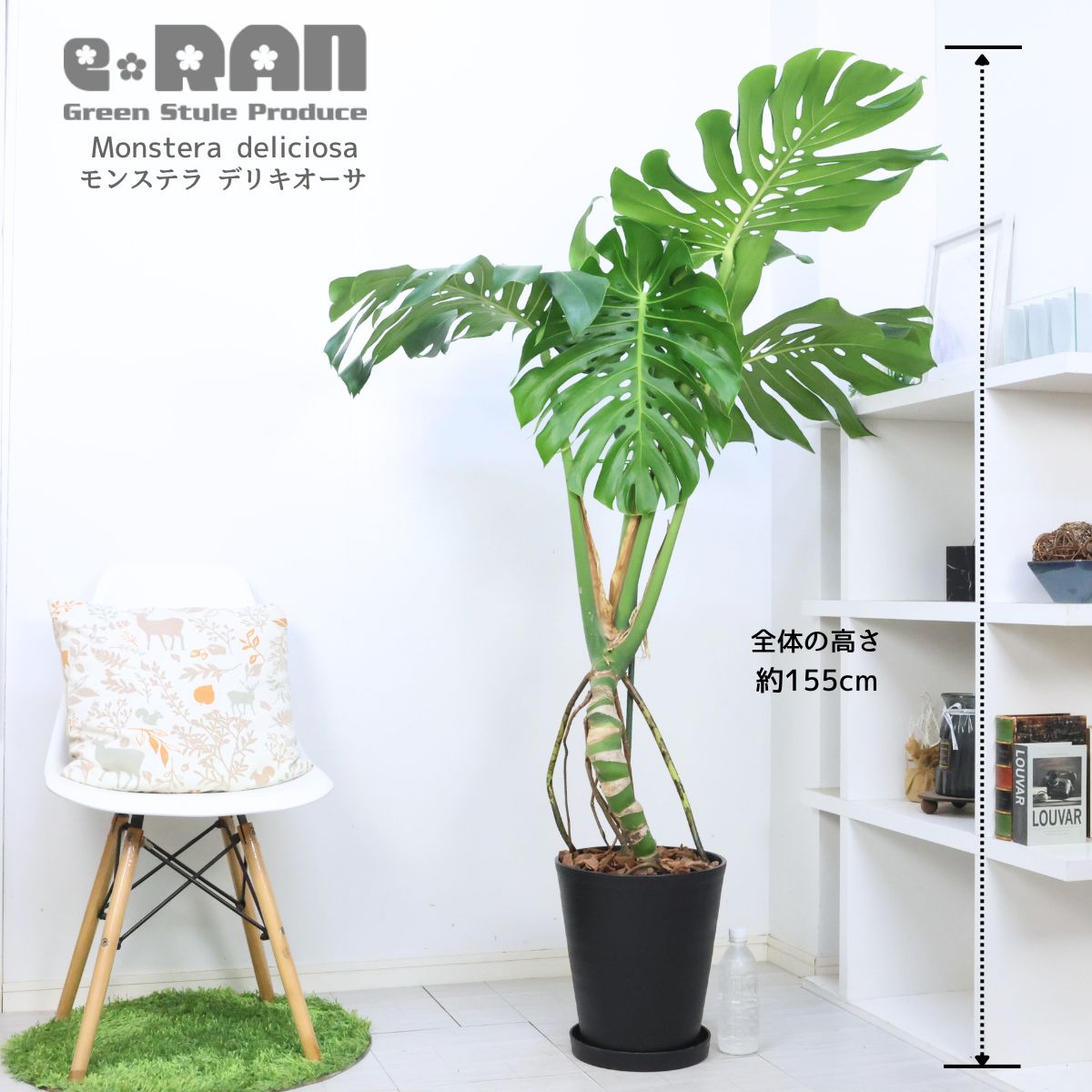 ＼ポイント5倍／大型 高さ約155cm 幹上がりモンステラ デリキオーサ 10号鉢 セラアート鉢 黒 観葉植物 風水 金運アップ 開店祝い 移転祝い 結婚祝い 湧き出る水 デリシオーサ デリキオサ Monstera deliciosa 鳳来蕉 ホウライショウ属 穴の開いた葉 大きな葉 南国【現品発送】