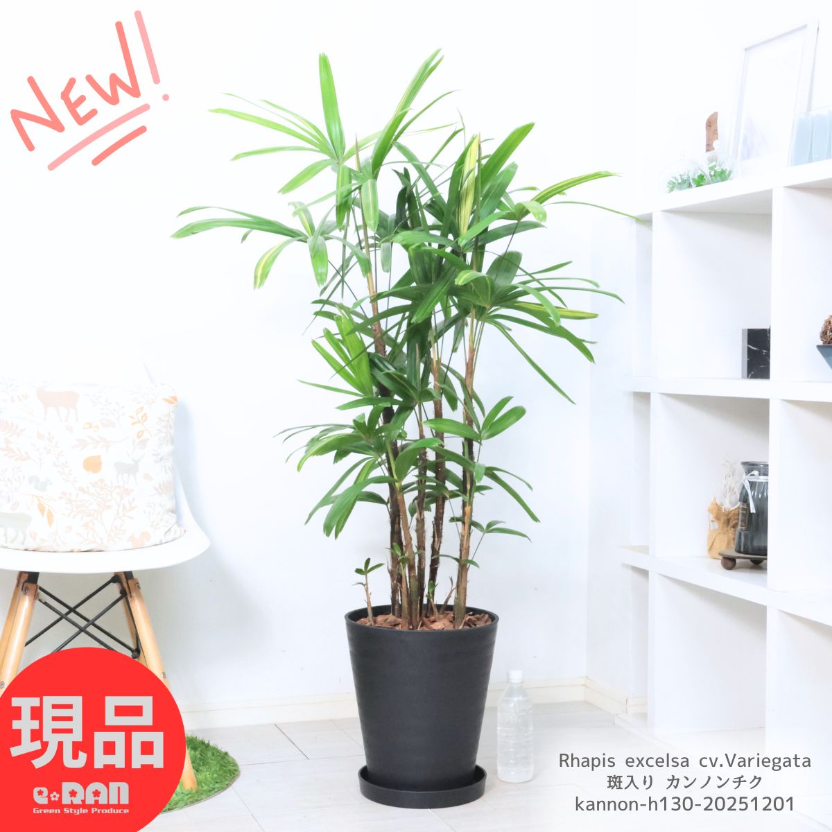 斑入り カンノンチク 観音竹 南山錦 高さ約130cm 10号鉢 セラアート鉢 縁起物 観葉植物 厳選 希少種 ヤシの木 福を呼ぶ縁起物 風水 空気清浄 古典園芸植物 リュウキュウシュロチク かんのんちく ふいり 緑の宝石 和風 植物【現品発送】