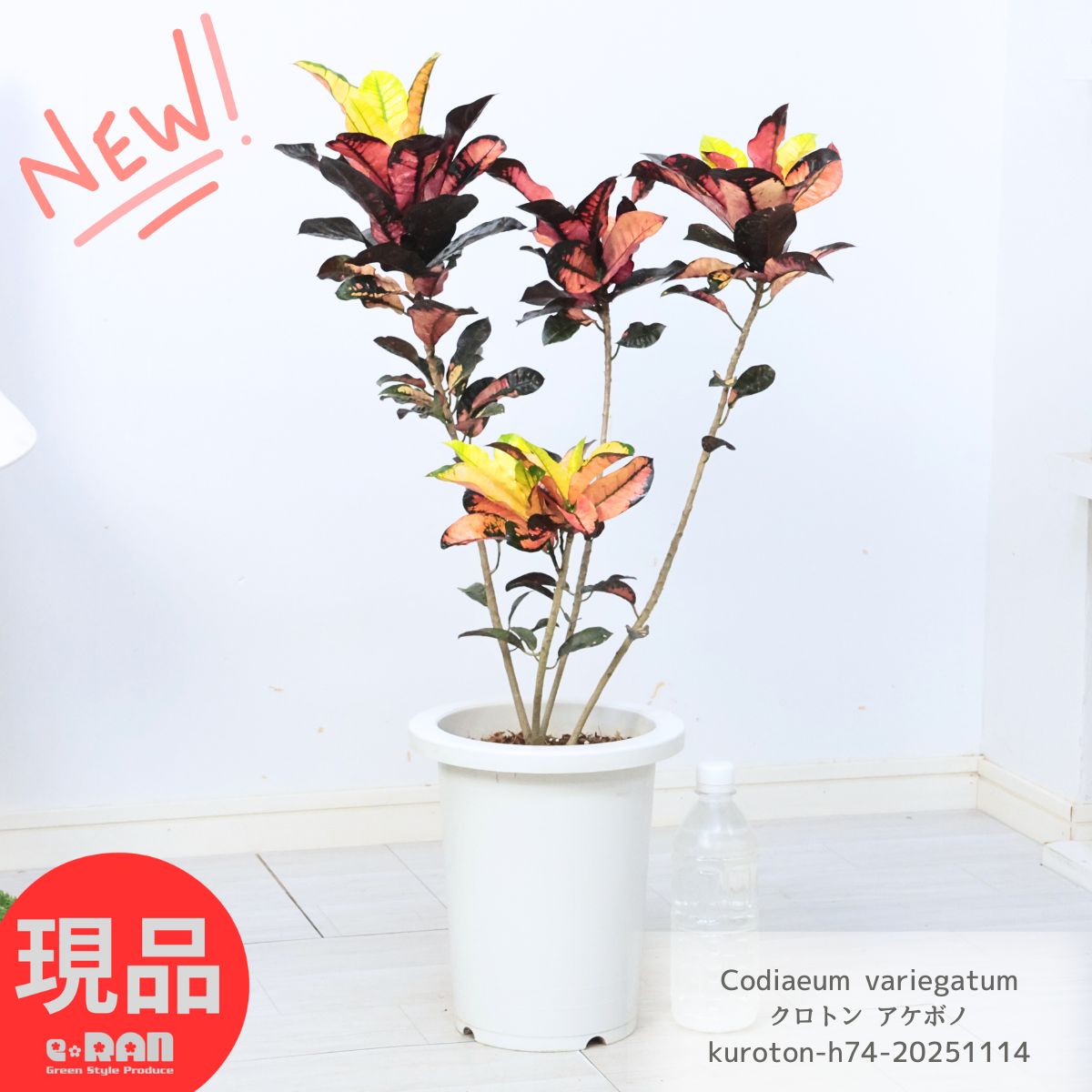 観葉植物 クロトン アケボノ 7号鉢 高さ約74cm 広葉系 ピンクの葉 管理説明書 受皿付き 肥料小袋プレゼント 花 ガーデン DIY 観葉 カラーリーフ 美しい色彩が人気 トロピカル 南国の雰囲気 お祝い変葉木（へんようぼく）クロトンノキ 風水 【現品発送】