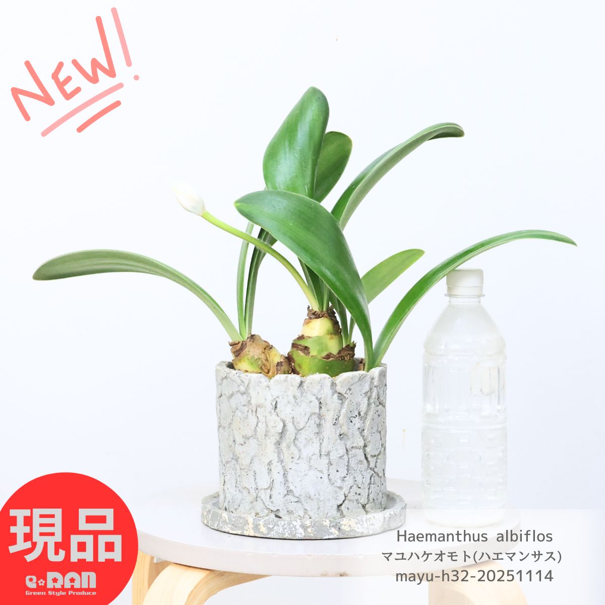 観葉植物 花芽付き 眉刷毛万年青 マユハケオモト(ハエマンサス) 高さ約32cm セメントポット 球根植物 ..