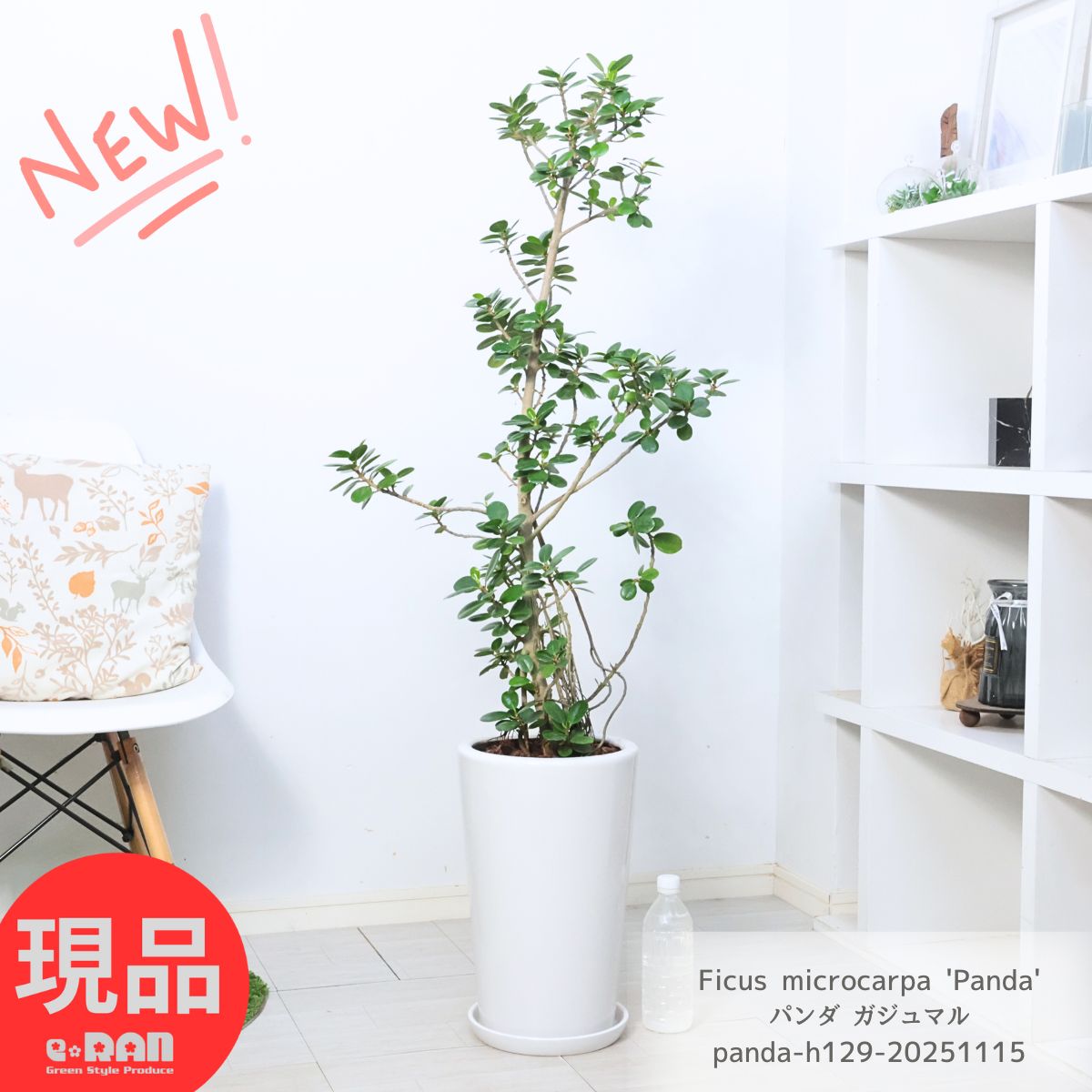 観葉植物 パンダ ガジュマル 陶器鉢 白 高さ約129cm 9号サイズ 花 ガーデン DIY 風水 部屋 キムジナー ぱんだ がじゅまる フィカス 精霊 自然樹形 贈り物におすすめ かわいい 丸葉ガジュマル 希少レア Ficus microcarpa 'Panda' 厳選【現品発送】